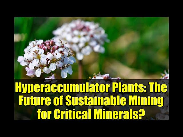 Hyperaccumulator Plants: The Future of Sustainable Mining for Critical Minerals?