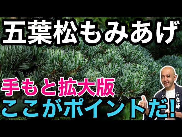 【もみあげ完全ガイド】古葉を取って若芽を守るプロのコツを、実際の手元映像で詳しく解説します。