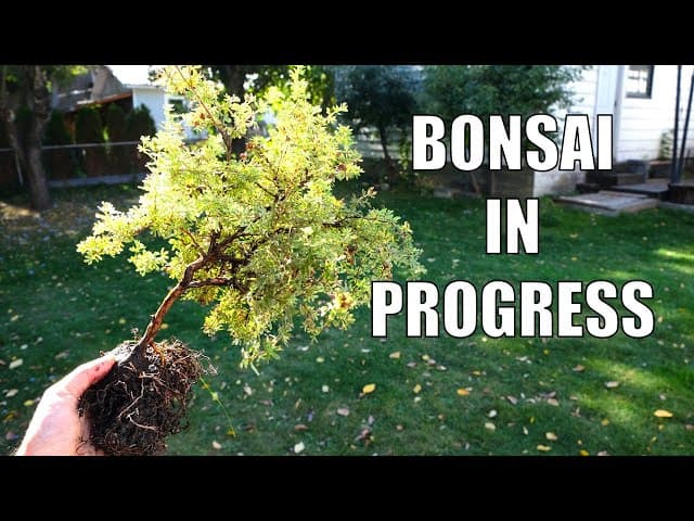 Garden Center Shrub to Bonsai: Potentilla Part 2
