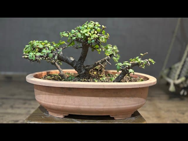 Jade Bonsai Maintenance Pruning | Creating Dense Foliage & Beautiful Branch Pads